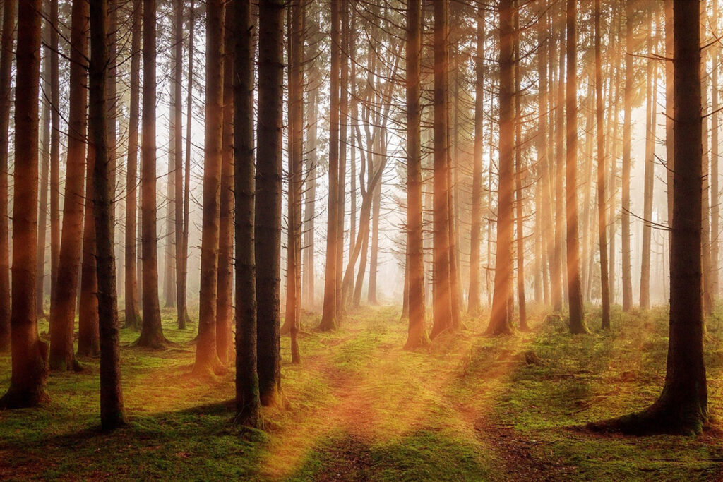 wald